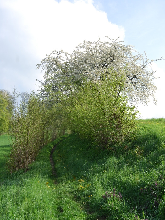 nature13