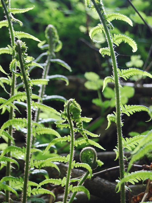 nature14