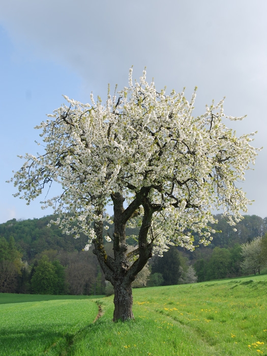 nature15
