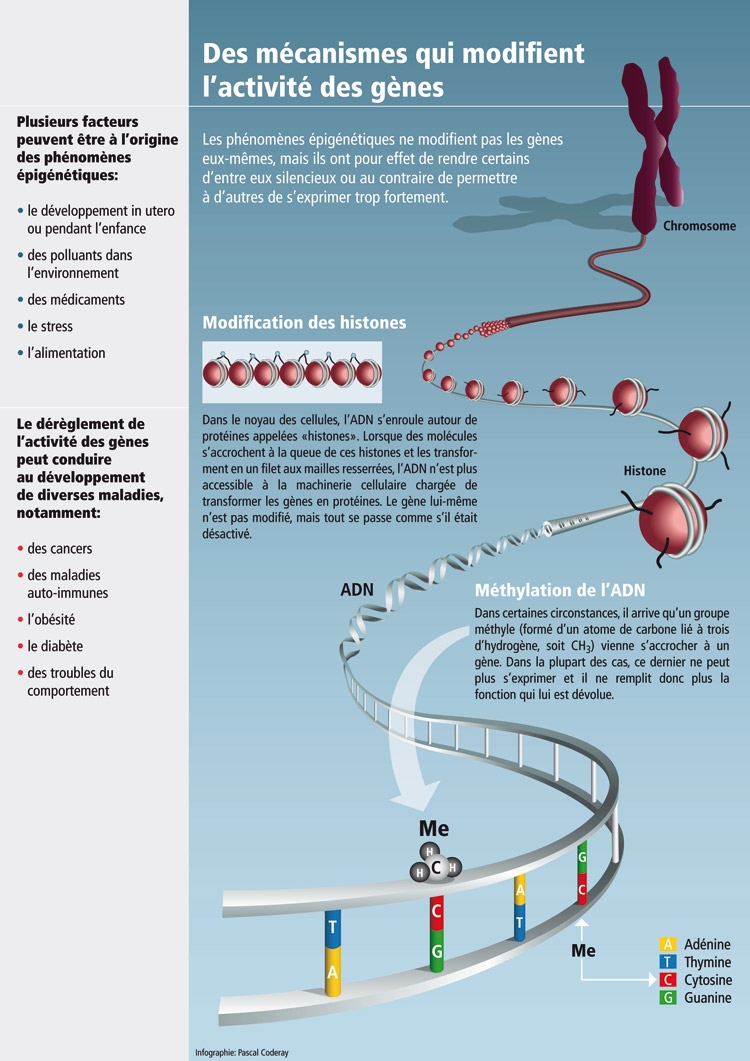 epigenetique